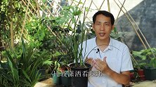 养兰花，避免叶片焦尖，谨记避开“3害”