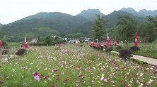 江山：格桑花开红艳艳 红色旅游响当当