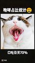 这大嘴咧的、都快看见胃了 星探家 猫 吸猫 猫咪