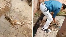 印度3只猴子触碰电线坠地昏迷 医护人员按压心脏全部救醒