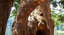猴仔大卫长了两个肿瘤，但是生活还是要继续