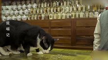 猫咪：这金银花真好吃，幸福的眼泪都流出来了！