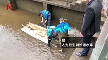 浙江渔民捕获2.35米鳇鲟：该物种与恐龙共同生活过