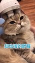 有感而发，一猫完成一MV猫 萌宠 吸猫