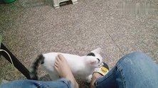 用脚帮猫咪挠挠，结果人家不喜欢摸肚子，好尴尬