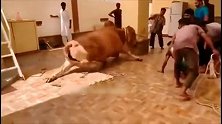 老牛不甘认命，一脚将男子按在地上“摩擦”，发狂的公牛太恐怖了