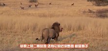 狂妄野狗群追杀狮子，狮子却盯着一个咬，野狗惨被狮子咬死