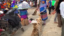 圩日上的农村集市，有卖小狗狗和猫咪的，这些田园犬好可爱！