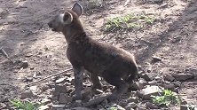 鬣狗幼崽走出洞穴，在洞口外驻足等待妈妈