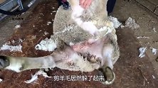 羊为躲避剪毛逃进山洞，一逃就是六年，羊毛重达二十几公斤