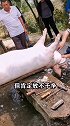 肉贩子用布擦猪肉？原来有“猫腻”，聪明人都懂！