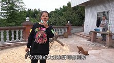 趁着大姐和勇哥都在，英子一家人去把菜秧栽了，人多干活快