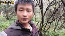 大山上面的茶油为什么那么贵？看看农村小伙的采摘过程你就知道了