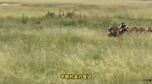 一群野狗捕杀小水牛，牛妈看不下去了，追的野狗措手不及
