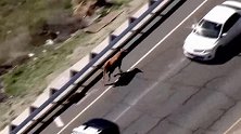 美国：母牛出逃漫步高速公路 警方3次围堵终于成功抓捕