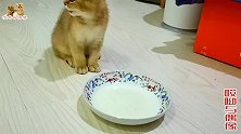 几只猫初玩立式猫抓板，二哈猫对它搔首弄姿，最聪明的竟是这两只