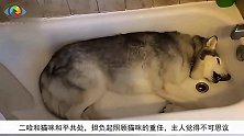 二哈和猫咪和平共处，担负起照顾猫咪的重任，主人觉得不可思议