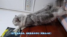 养猫就别想睡好觉，八半夜偷冻干挠袋子行白天你也别睡了起来嗨！