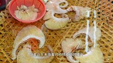 日本小哥想吃“鱼翅”，直接切下黄貂鱼的鱼鳍，自然风干就能吃
