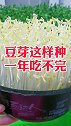发豆芽小技巧来了，看完视频的你学会了吗？快去试试吧