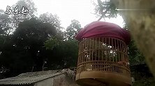 山村画眉鸟叫声，鸟叫声棒极了，山清水秀，鸟语花香