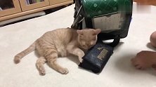 欲哭无泪的铲屎官：我真的没有偷偷养其他猫，别翻书包了