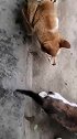 猫：午饭有着落了，吃完再睡一觉！