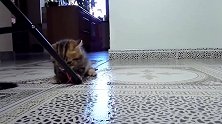 好可爱的小猫咪啊，这认真的小模样，是在玩什么呢