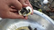 男子将鸡蛋敲碎塞进草丛，不出所料，没一会便收获颇丰！