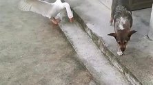农村的大鸭真的太凶猛了，连小狗都忍不住要逃了。