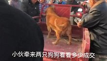狗贩子身上自带杀气，这条拉布拉多被踮起无情的摔进铁笼里