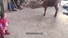 初生牛犊胆敢欺我，等我酝酿片刻，看我哭功镇小牛！