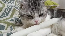 哈士奇超爱吃冰棒，叼着冰棒摇头晃脑，最后吃的满地都是