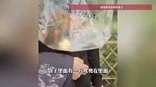 游客在西湖边游玩时偷偷将小鸳鸯装进塑料袋准备带走，被发现后辩称以为是只鸭子