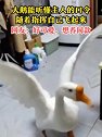 广东东莞：一只大鹅能听懂主人的话自己飞起来