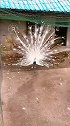 花孔雀开屏真好看啊