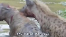动物：饿急了的鬣狗试图杀死同伴，连同类都不放过，真是够狠的