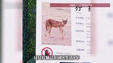 动物园狞猫体型与介绍有反差引调侃，园方：身体健康，暂不需要减肥