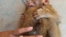 实拍：猴子相依为命，看着真可怜