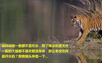 实拍老虎过河，给它一双翅膀的话，绝对能起飞！