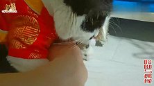 几只猫穿上新衣都狼狈不堪，个个成翻车现场，最帅的猫搞得最糗