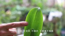 夏天宁可不施肥，也要给蝴蝶兰喷点这种水，叶片绿油油
