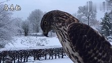 一只家飞落单的鸽子，被苍鹰盯上了，难逃厄运！
