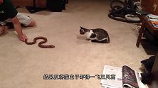 蜘蛛人擦玻璃时，碰上一户人家的猫咪，接下来猫咪的反应太逗了