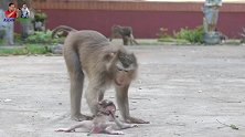 小猴长牙了， 咬痛了猴妈，猴妈气愤地按住小猴的头！