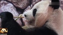 吃播中的熊猫良浜动不动就摆出一副若有所思的样子，呆萌呆萌的
