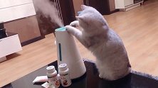 好奇心特别重的猫咪，迟早把我的加湿器玩坏！