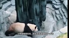 熊猫正打盹，突然放水，熊猫：能不能提前打个招呼，看给我吓得！