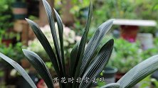 砸碎1料掺盆里，君子兰叶子宽大又油绿，开花大又靓