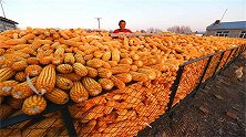 山东、河南、黑龙江：我国的粮食大省的称号，会花落谁家呢